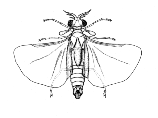 Triozocera cooloolaensis, Kathirithamby, 1990 [Strepsiptera: Corioxenidae] Stylops, Ink on Scraperboard, © Queensland Museum, 1985