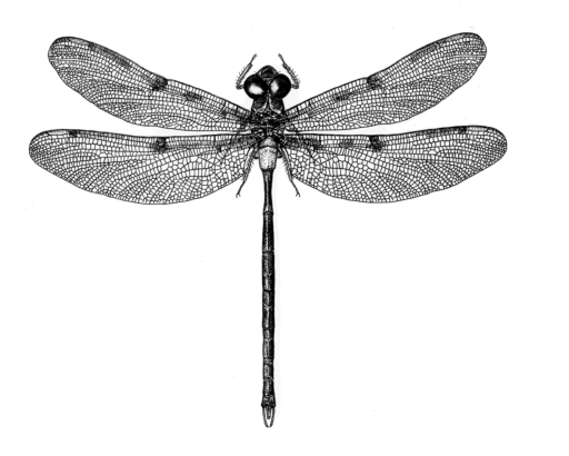 Telephlebia cyclops, Tillyard, 1916 [Odonata: Telephlebiidae], Ink on clay-coated paper, © Queensland Museum 1990