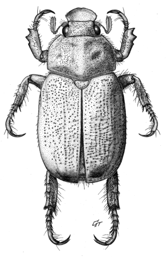 Wambo puticasus Allsopp, 1988 [Coleoptera: Scarabaeidae: Rutelinae] Ink on scraperboard © Queensland Museum, 1998